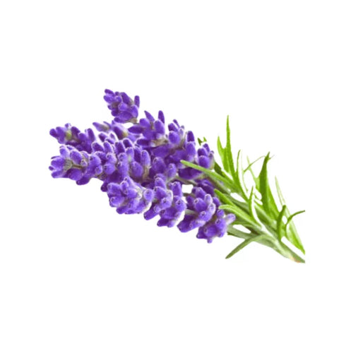 Lavender Essential Oil 30ml